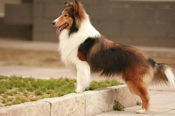 香港喜樂蒂牧羊犬飼養 香港喜樂蒂牧羊犬飼養