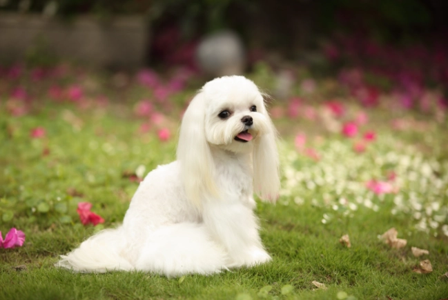 馬爾濟斯犬飼養 馬爾濟斯犬飼養