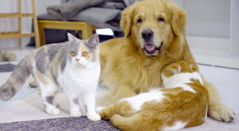 寵物飼養成本比較 寵物飼養成本比較