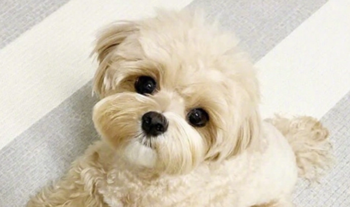 馬爾濟斯犬性格 馬爾濟斯犬性格