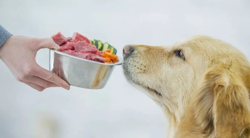 狗狗蛋白質需求 狗狗蛋白質需求