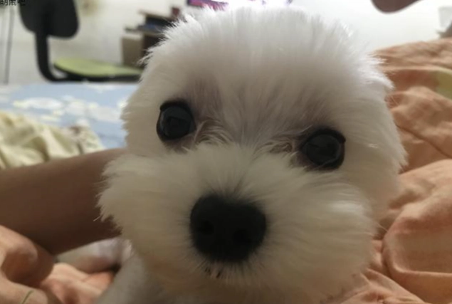 馬爾濟斯飼養技巧 馬爾濟斯飼養技巧