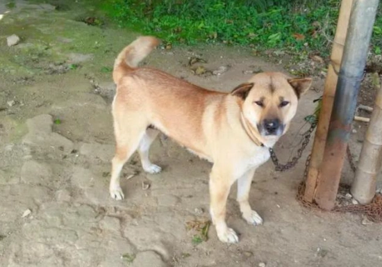 土狗壽命 土狗壽命