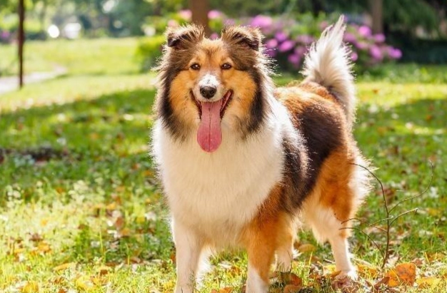 喜樂蒂牧羊犬飼養 喜樂蒂牧羊犬飼養