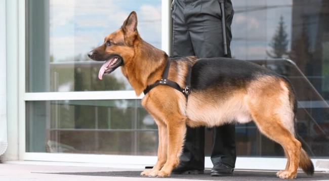護衛犬品種 護衛犬品種