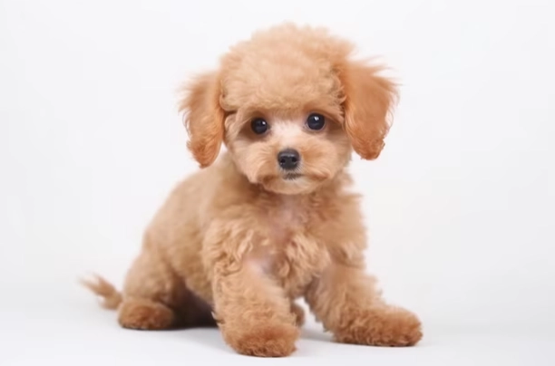 迷你貴賓犬壽命 迷你貴賓犬壽命