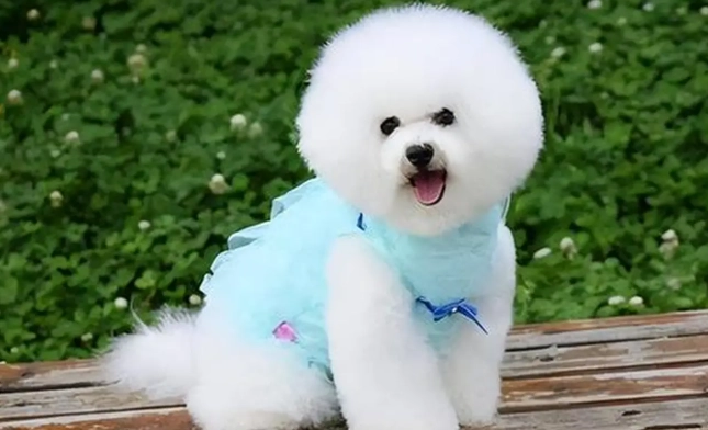 比熊貴賓混種犬 比熊貴賓混種犬