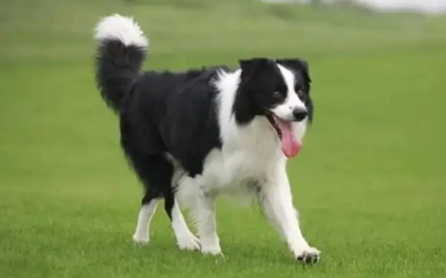 喜樂蒂牧羊犬特點 喜樂蒂牧羊犬特點