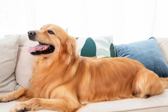 大型犬飼料比較 大型犬飼料比較