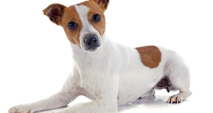 犬種選擇指南 犬種選擇指南