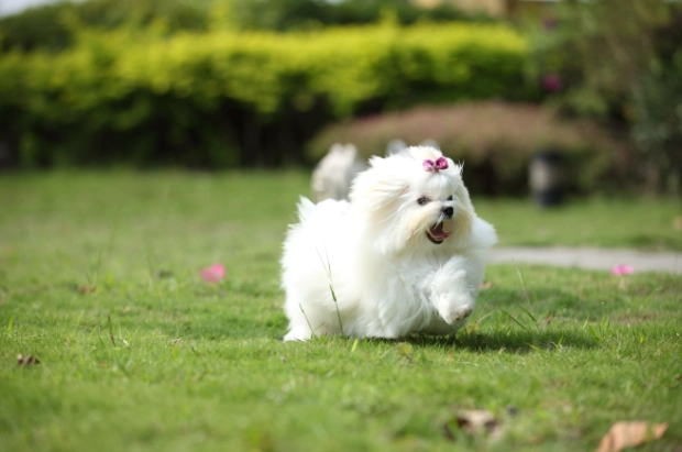 馬爾濟斯犬飼養 馬爾濟斯犬飼養