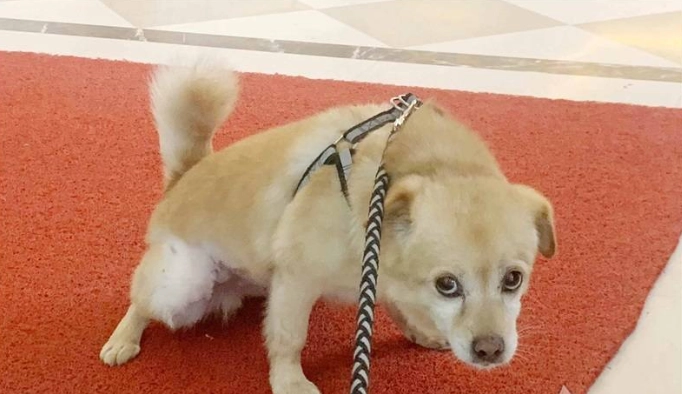 養狗成本 養狗成本