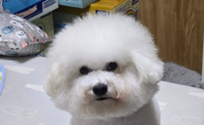 比熊貴賓混血飼養 比熊貴賓混血飼養