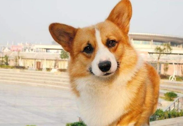 如何安撫臨終狗狗 如何安撫臨終狗狗