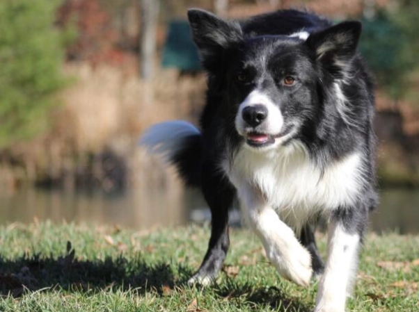 邊境牧羊犬智力年齡 邊境牧羊犬智力年齡