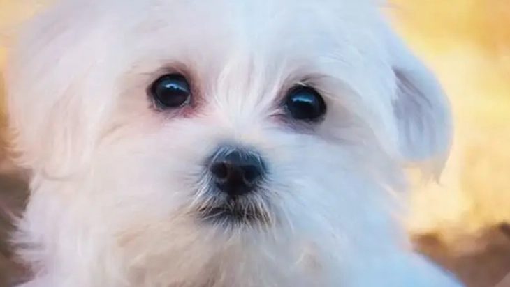 馬爾濟斯犬性格 馬爾濟斯犬性格