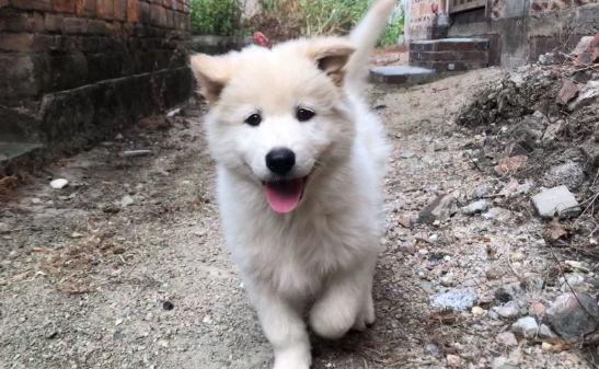 如何讓土狗活更久 如何讓土狗活更久