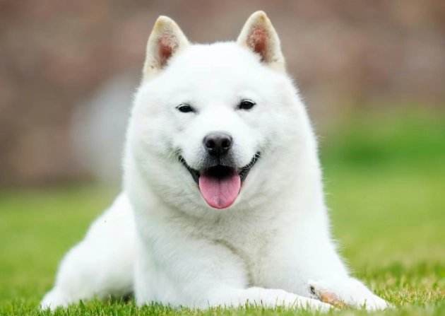 中型犬餵食指南 中型犬餵食指南