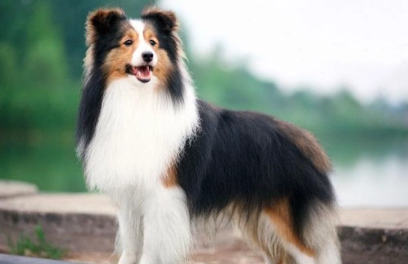 喜樂蒂牧羊犬優缺點 喜樂蒂牧羊犬優缺點
