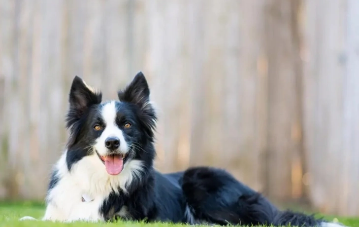 犬類智商測試 犬類智商測試