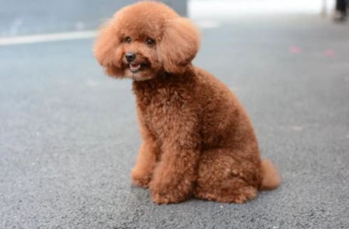 迷你貴賓犬尺寸 迷你貴賓犬尺寸