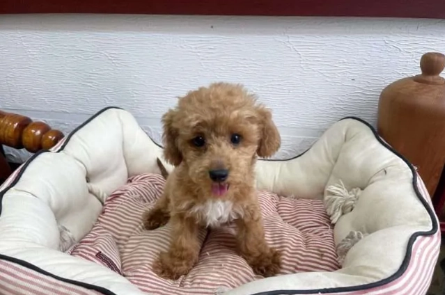 貴賓犬平均壽命 貴賓犬平均壽命