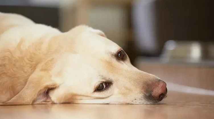 幼犬睡眠時間 幼犬睡眠時間