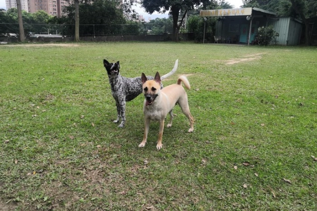 狗狗飼養成本