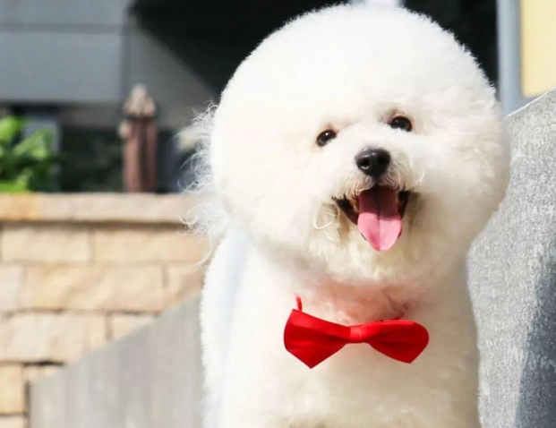 比熊貴賓混種犬 比熊貴賓混種犬