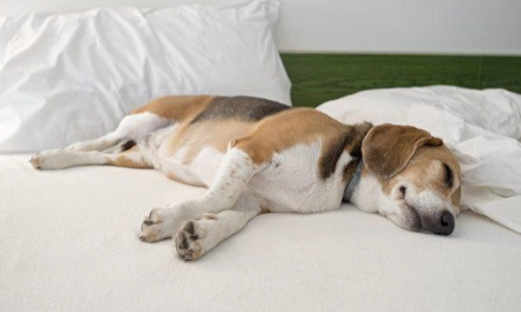 狗狗睡眠行為 狗狗睡眠行為