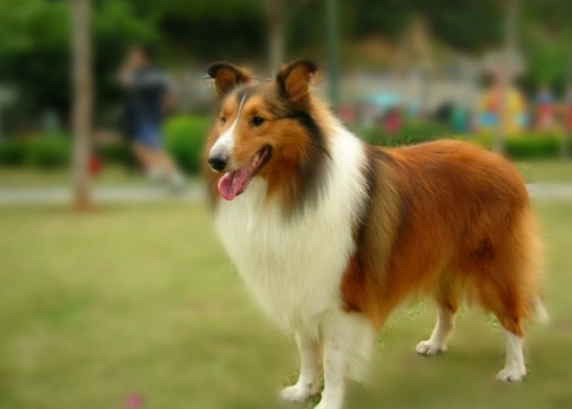 喜樂蒂牧羊犬香港價格 喜樂蒂牧羊犬香港價格