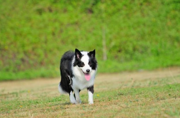 邊境牧羊犬飼養 邊境牧羊犬飼養
