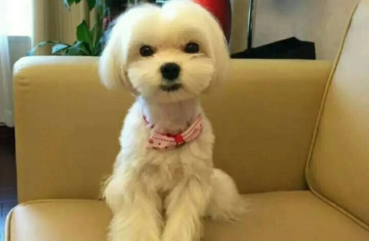 馬爾濟斯飼養技巧 馬爾濟斯飼養技巧