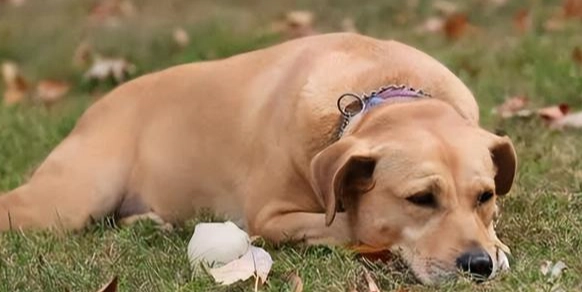 老年犬行为异常 老年犬行为异常