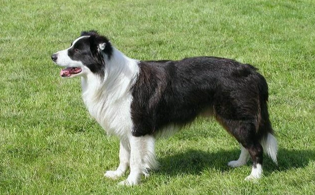 邊境牧羊犬性格 邊境牧羊犬性格
