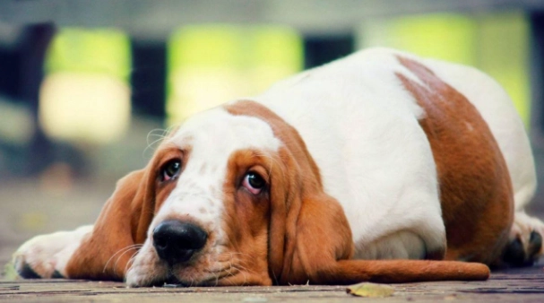大型犬壽命 大型犬壽命