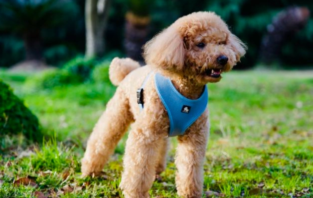 貴賓犬體重標準 貴賓犬體重標準
