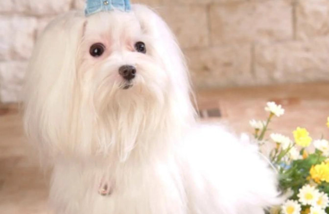 馬爾濟斯犬缺點 馬爾濟斯犬缺點