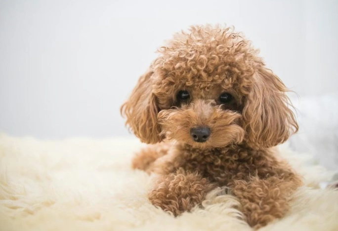 聰明小型犬 聰明小型犬
