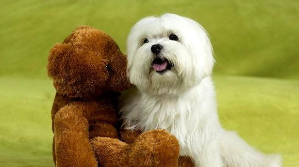 馬爾濟斯犬飼養 馬爾濟斯犬飼養