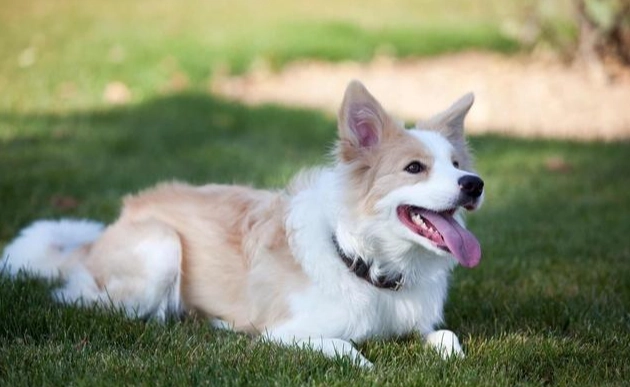 中型犬飼養 中型犬飼養