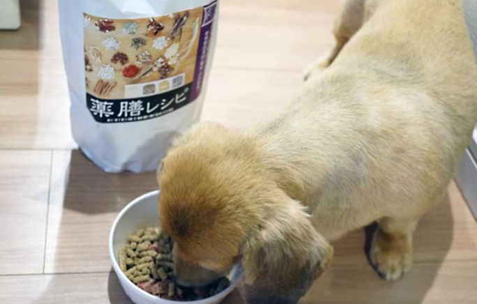 自製狗狗食物 自製狗狗食物