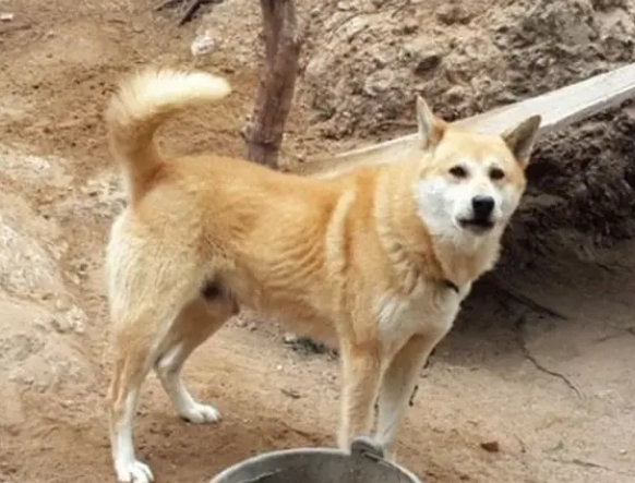 狗狗老人瘤症狀 狗狗老人瘤症狀