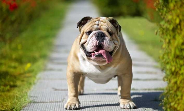 大型犬壽命 大型犬壽命