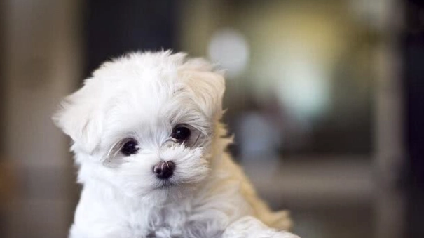 馬爾濟斯犬性格 馬爾濟斯犬性格