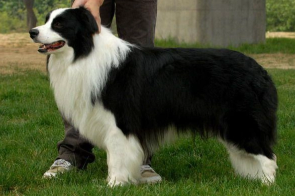邊境牧羊犬智商 邊境牧羊犬智商