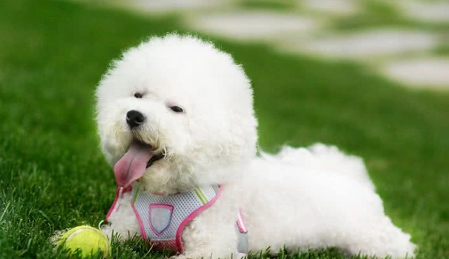 低過敏性犬種 低過敏性犬種