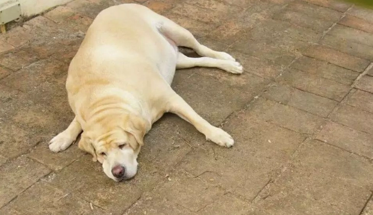 老年犬行为异常 老年犬行为异常