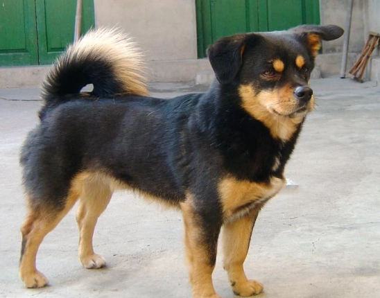 土狗壽命 土狗壽命