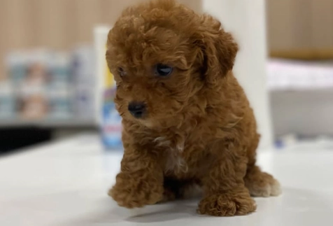玩具貴賓犬照顧 玩具貴賓犬照顧